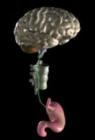 Vagus nerve and stomach interaction